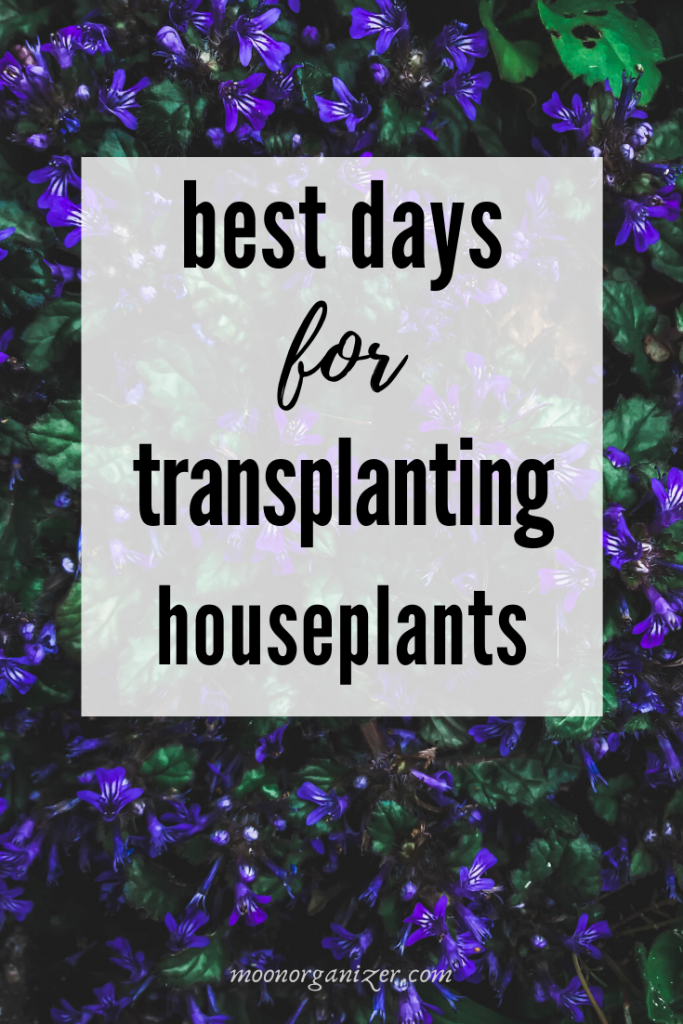 Transplanting houseplants lunar calendar