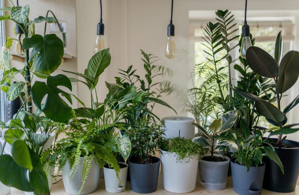 plants for your home