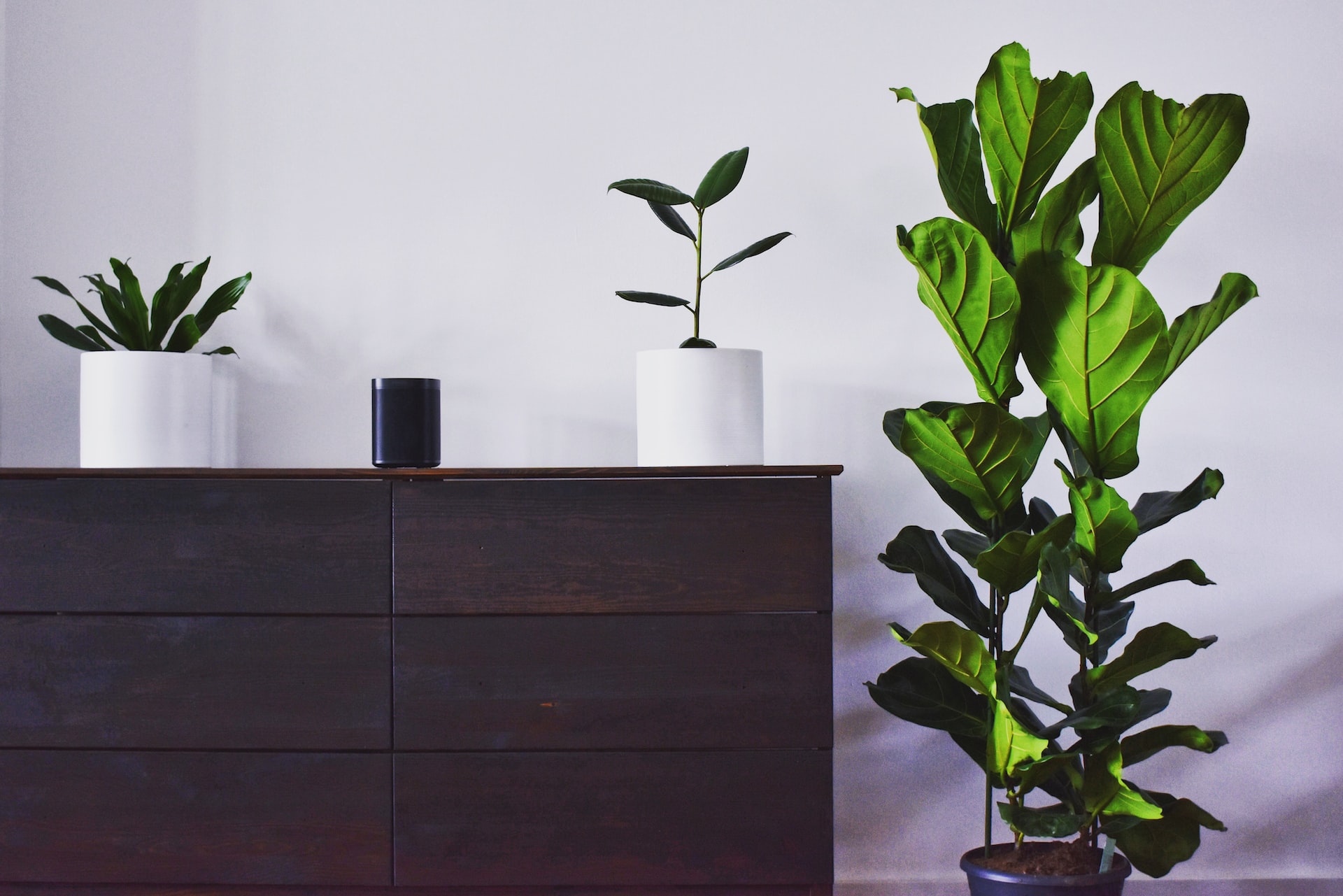 plants for your home interior